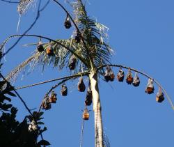 A palm tree full of fruit bats